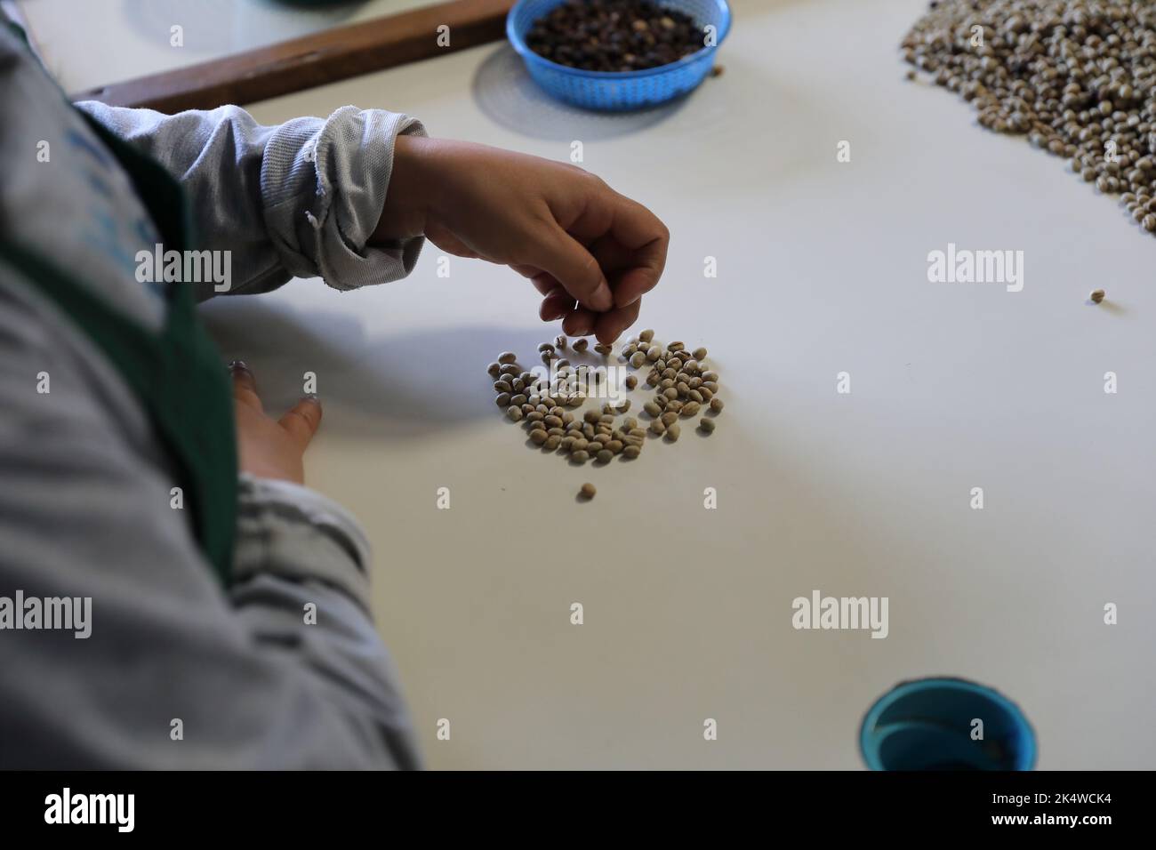 Workers Hands choosing coffee beans at coffee factory Stock Photo Alamy
