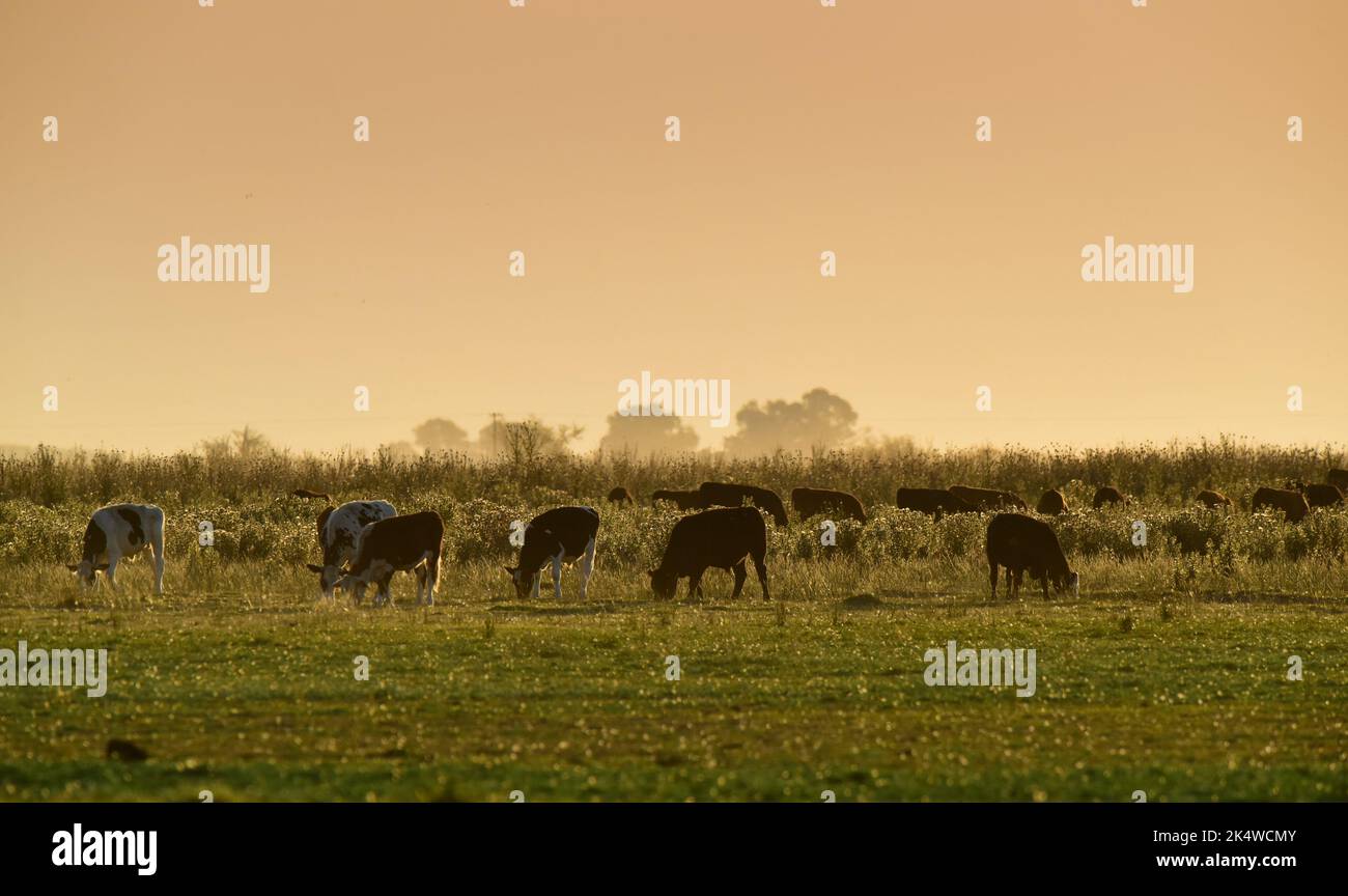 Cows raised with natural pastures, meat production in the Argentine ...