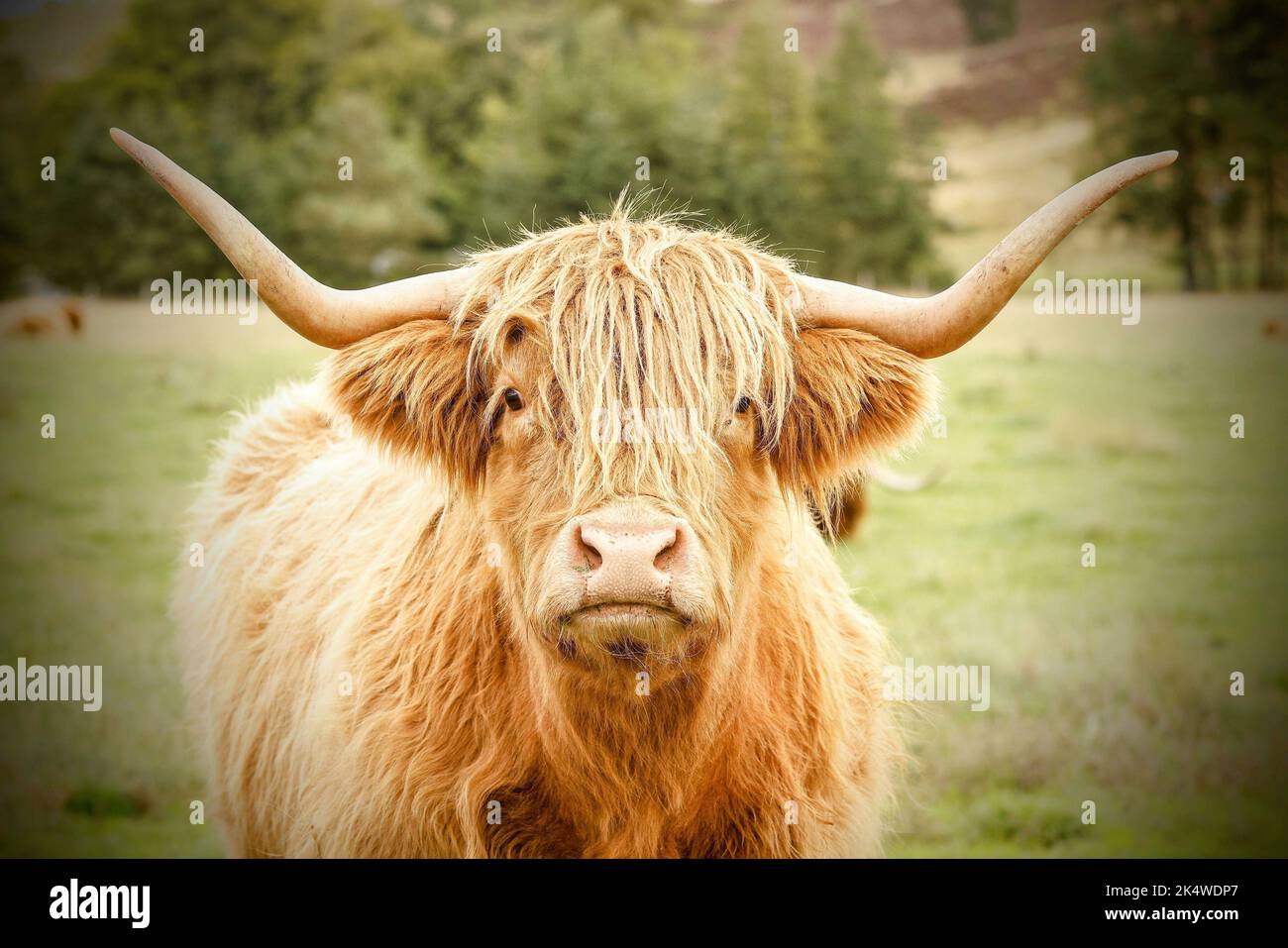 A portrait of a Highland cattle captured in a pasture Stock Photo - Alamy