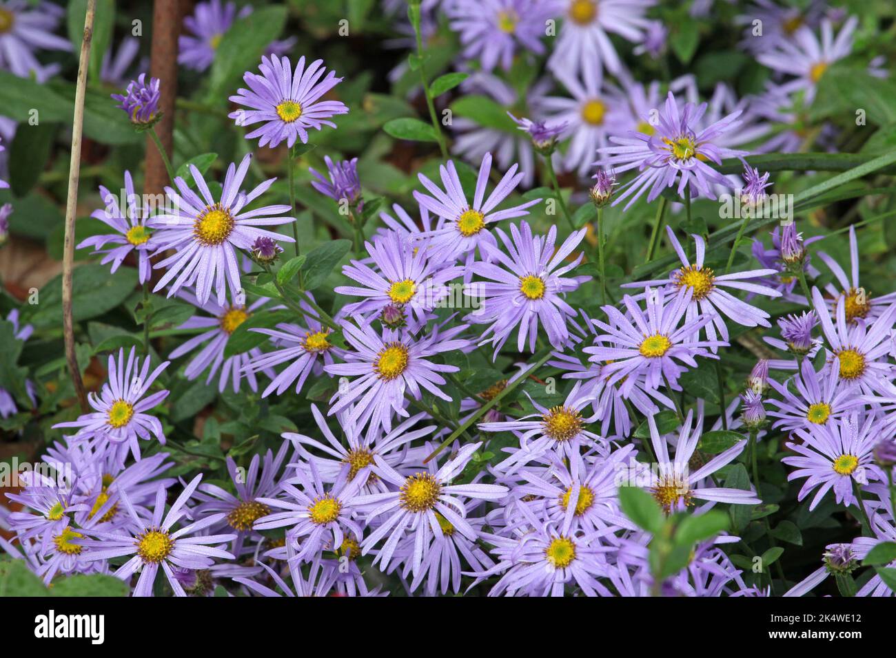 Aster frikartii 'Wunder von Stafa' in flower. Stock Photo