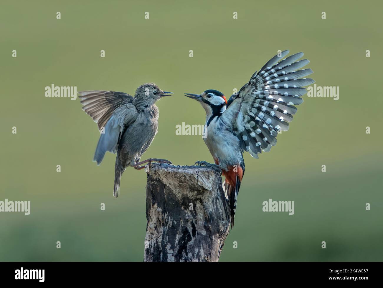 Great Spotted Woodpecker, Dendrocopos major, and Starling, Sturnus vulgaris, dispute, Lancashire, UK Stock Photo