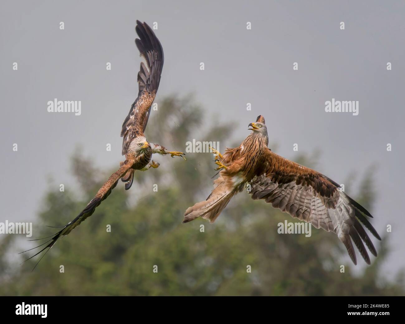 Pair of Red kites, Milvus milvus, in arial dispute, Argaty, Scotland Stock Photo