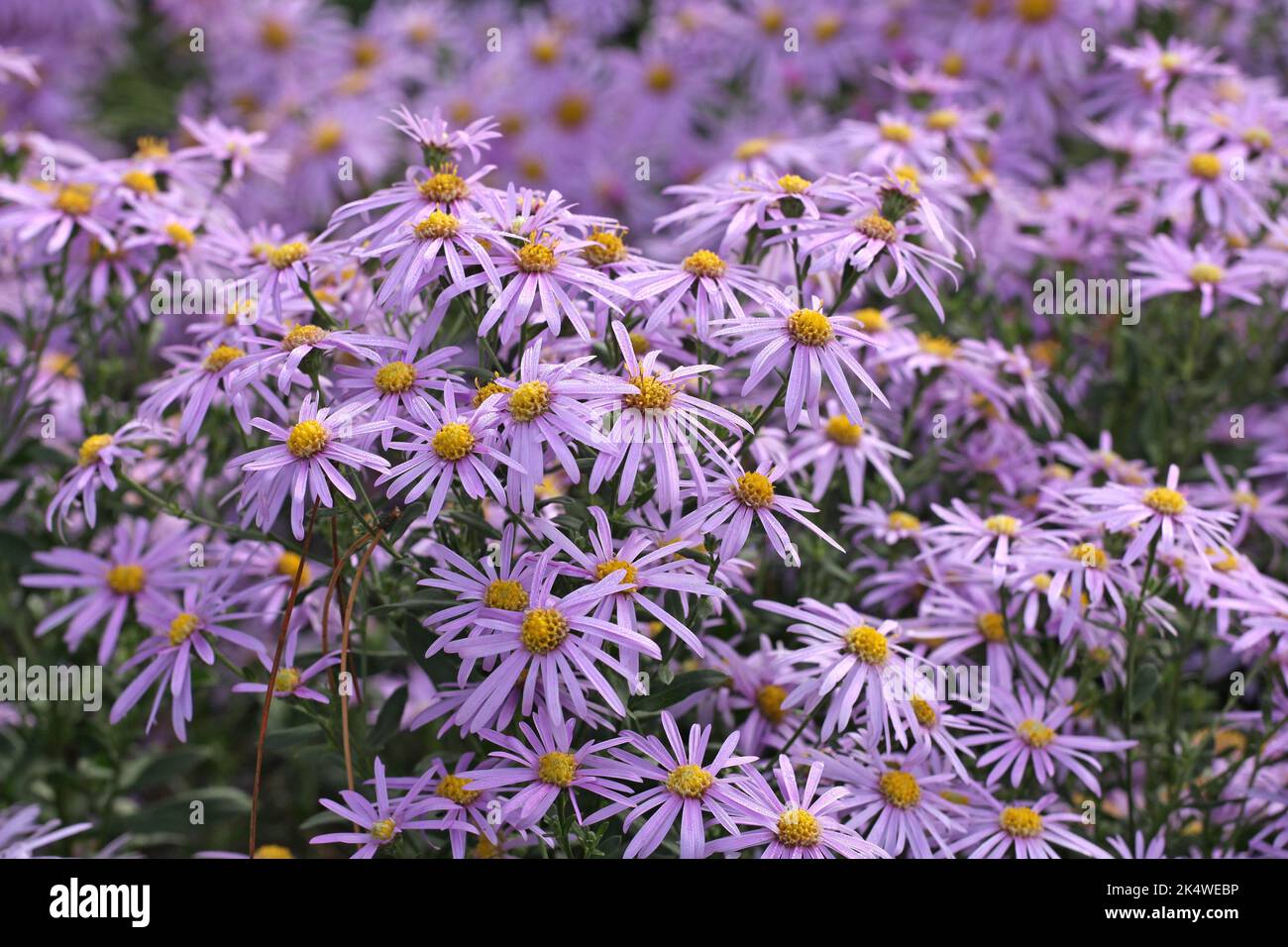Aster 'Cotswold Gem' in flower. Stock Photo