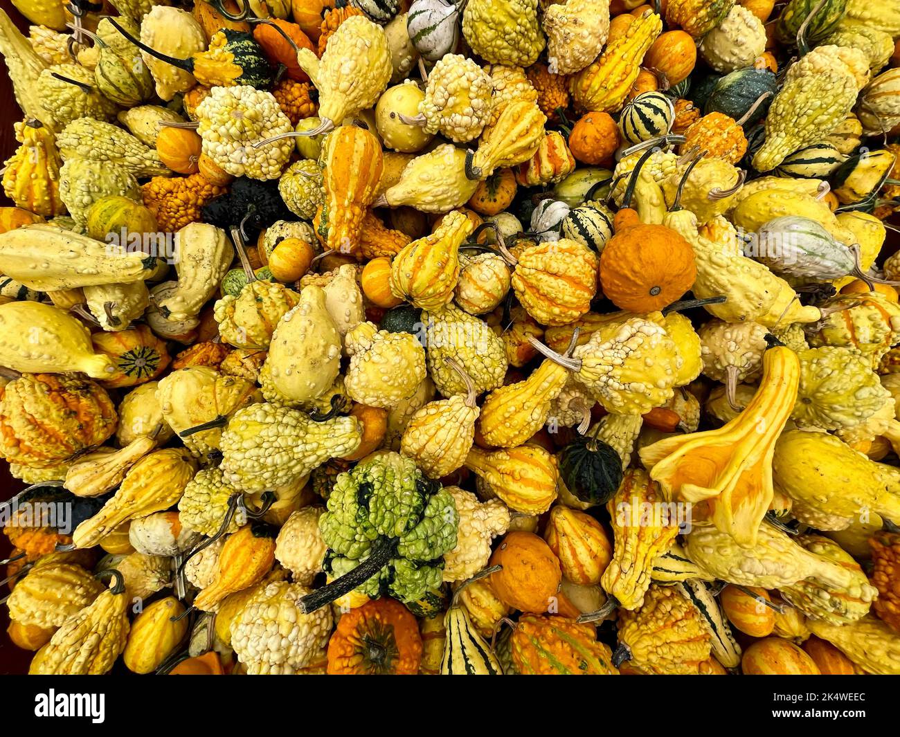 Close-up full frame of a stack of assorted yellow and orange squash Stock Photo