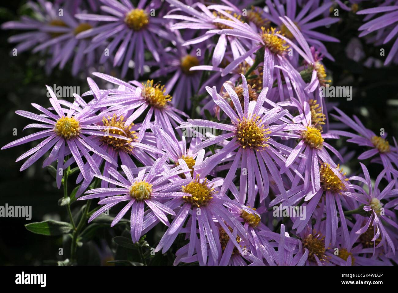 Aster 'Cotswold Gem' in flower. Stock Photo