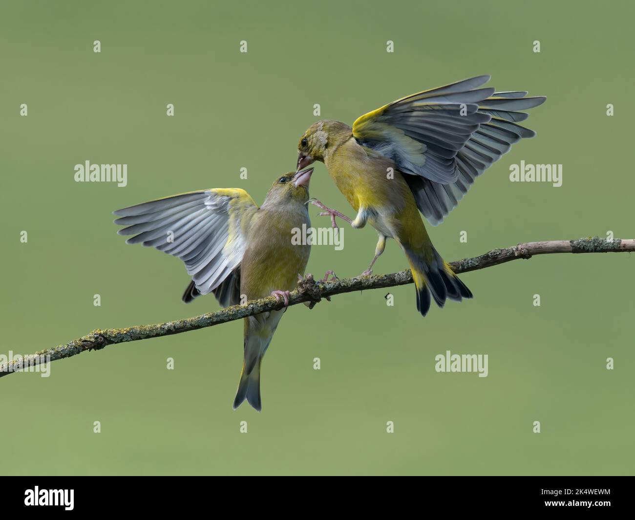 two European Greenfinch, Carduelis chloris, fighting, Lancashire UK Stock Photo