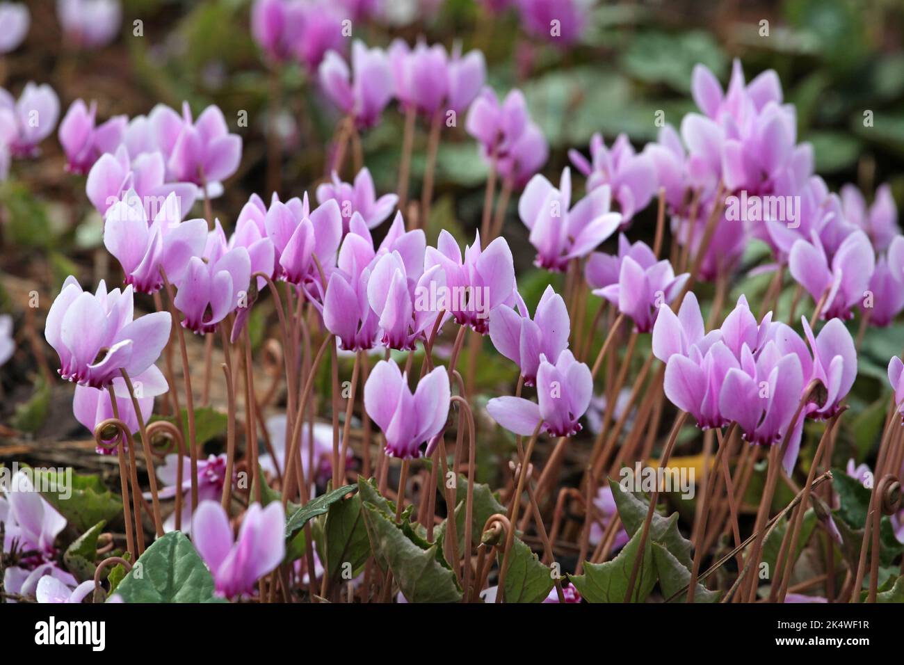Cyclamen hederifolium, the ivyleaved cyclamen in flower Stock Photo