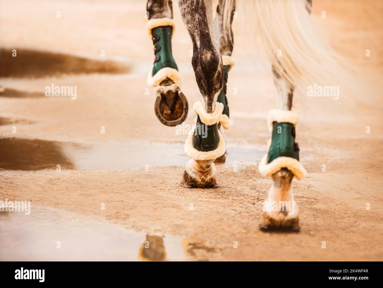 A rear view of the legs of a gray horse with shod hooves and a long