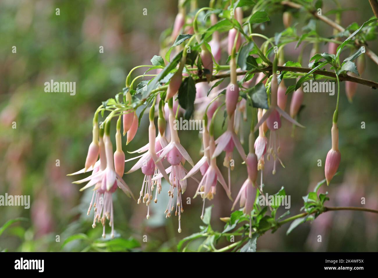 Fuchsia magellanica Alba in flower. Stock Photo
