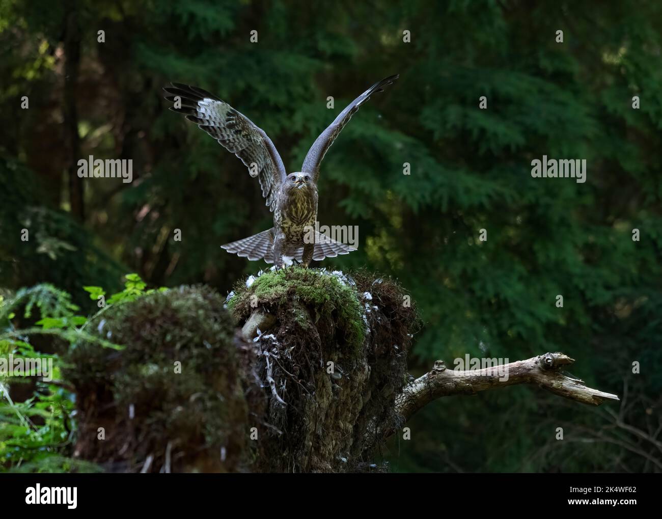 Common Buzzard, Buteo buteo, with prey, in woods, Dumfries, Scotland Stock Photo