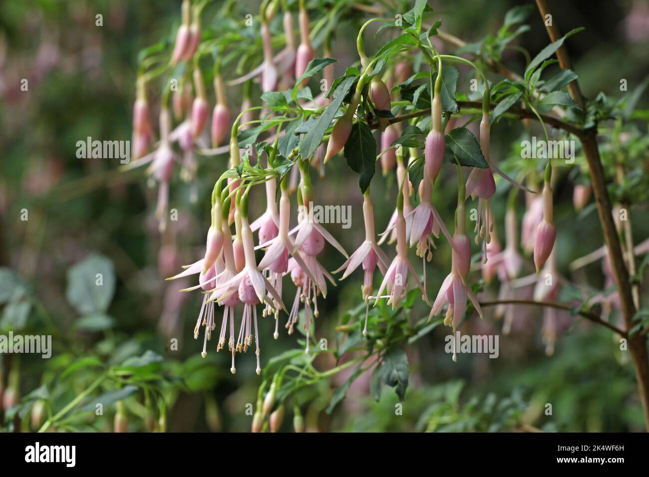 Fuchsia magellanica Alba in flower. Stock Photo