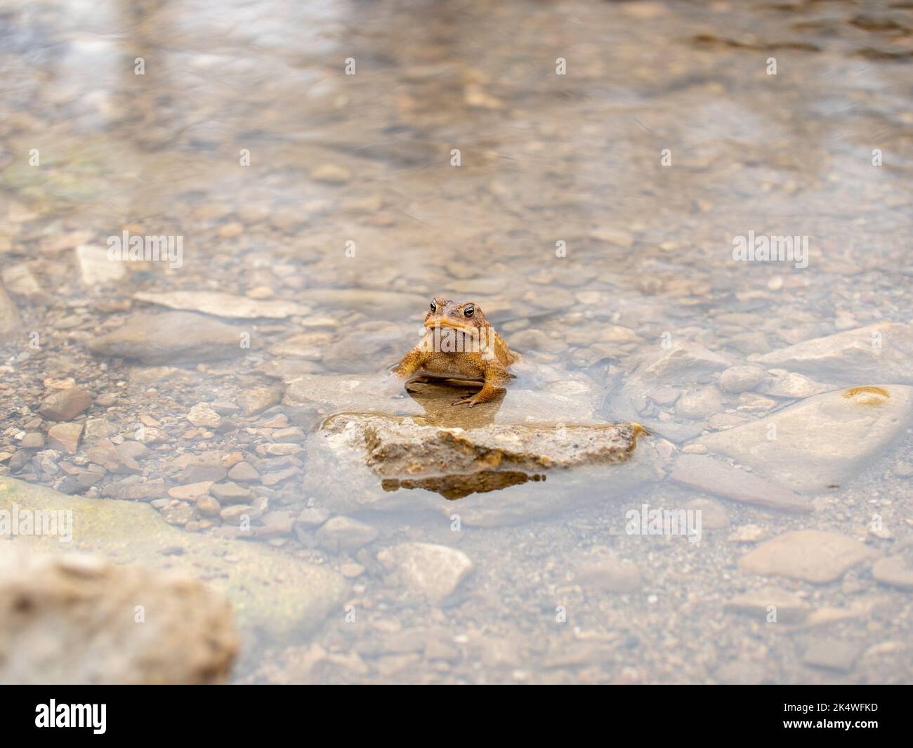 A Cane toad spawning in the pond in its natural habitat in spring Stock ...