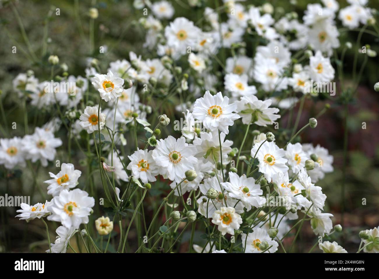 Japanese anemone 'Whirlwind' in flower. Stock Photo