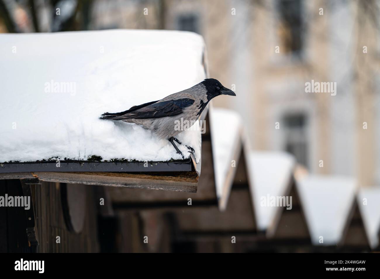 Black crow on the roof of a house, covered with snow, close-up Stock ...