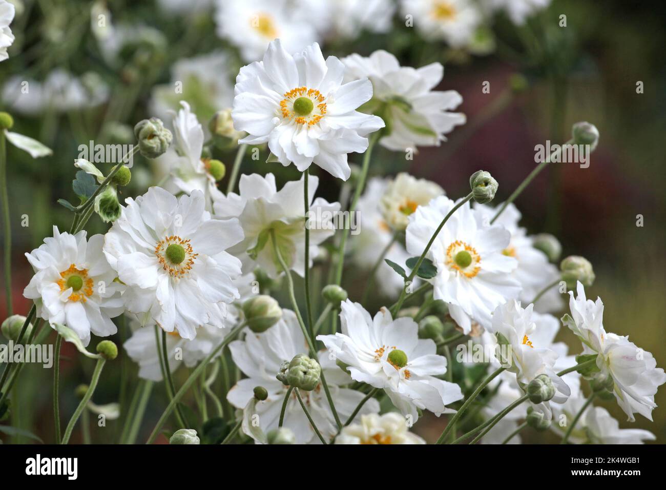 Japanese anemone 'Whirlwind' in flower. Stock Photo