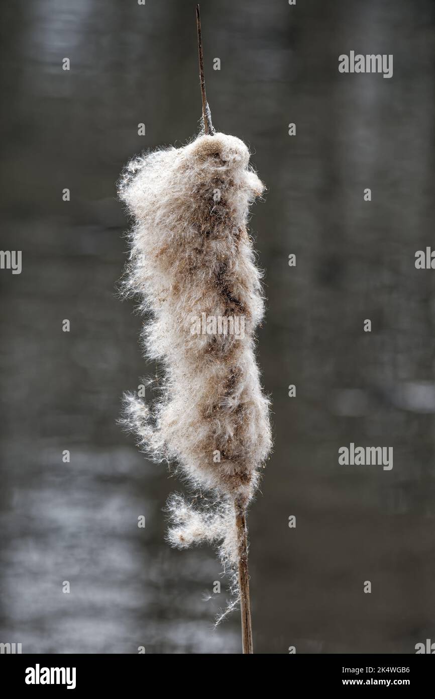 bulrush or cattail (Typha latifolia) at Lake in March,Germany Stock Photo