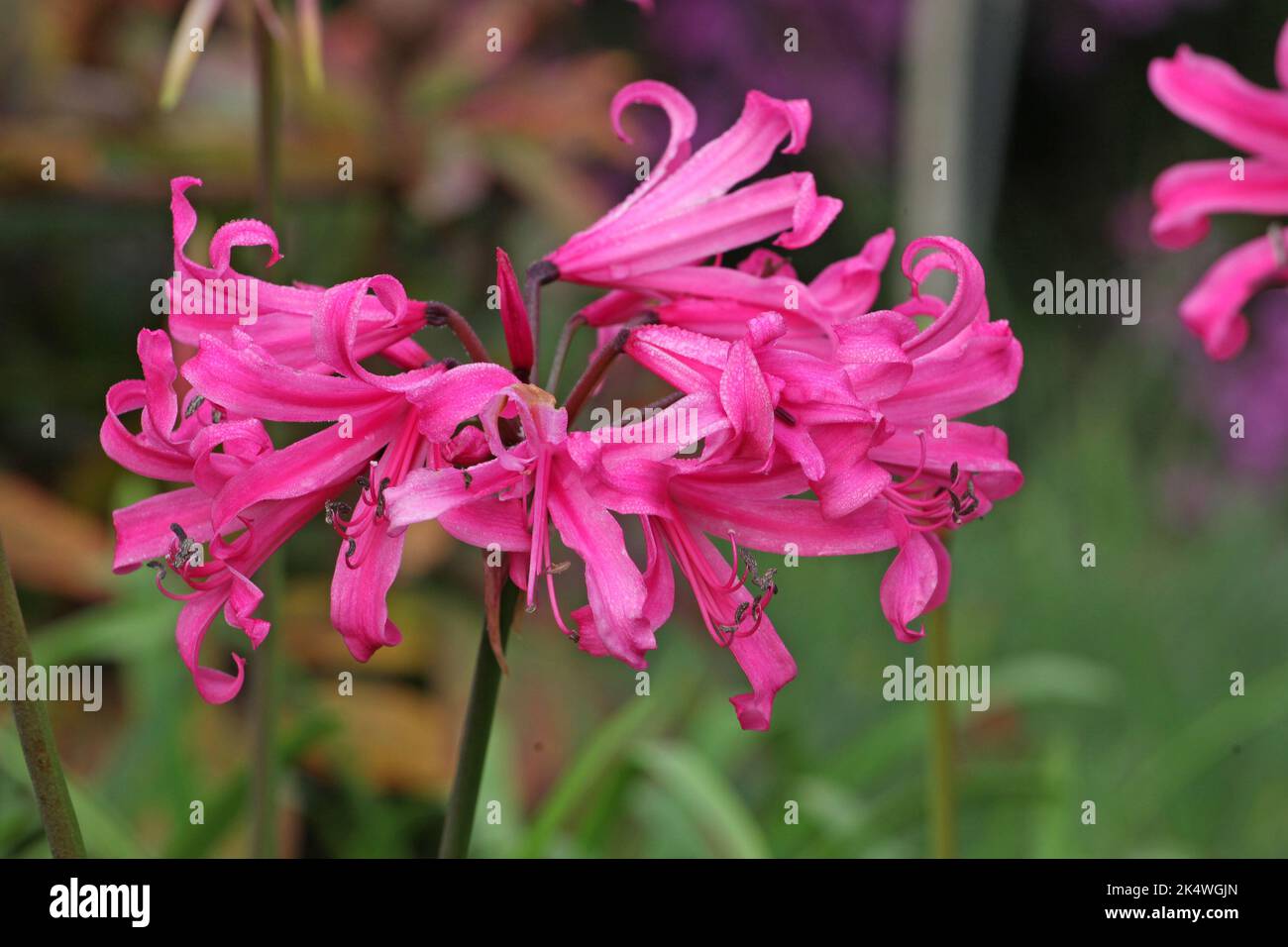 Lily amaryllis hi-res stock photography and images - Alamy