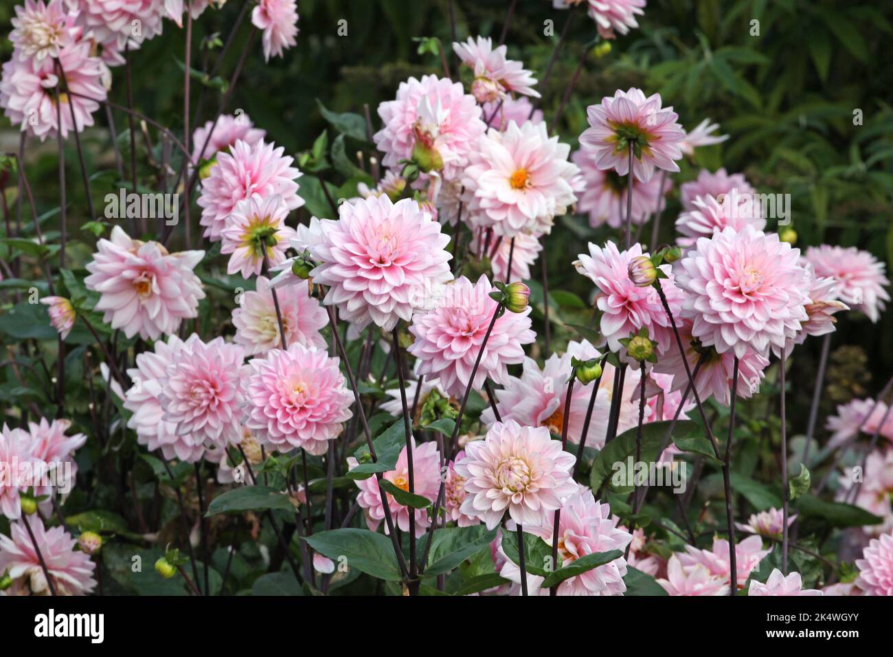 Dahlia 'Melody Harmony' in flower Stock Photo Alamy