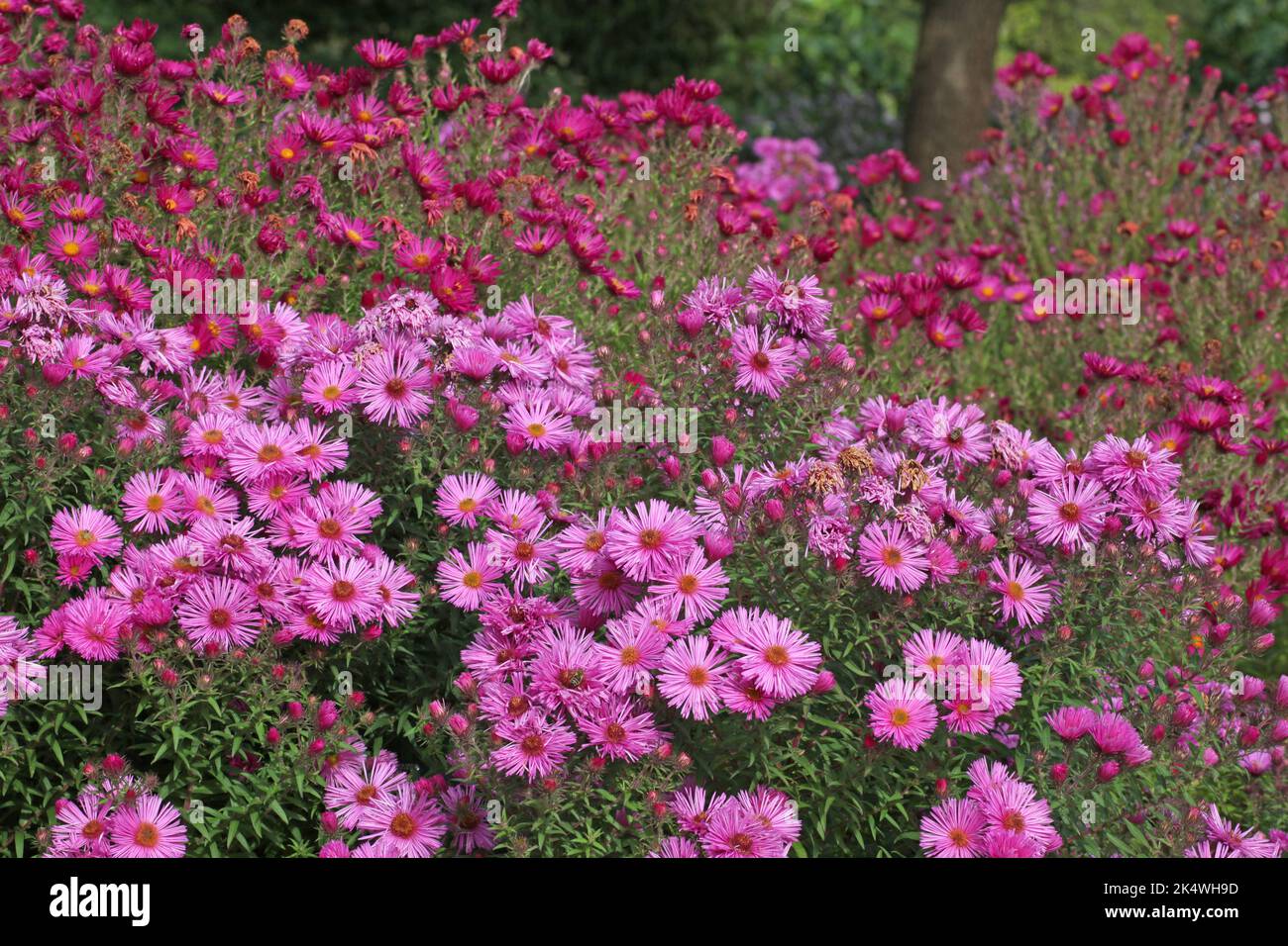 Colourful New Eland asters in flower Stock Photo