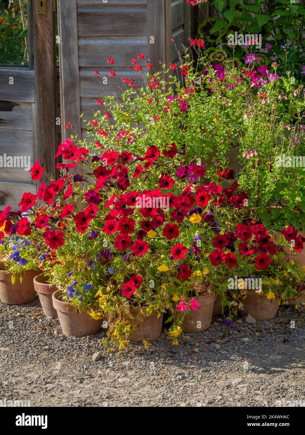 A collection of terracotta plant pots containing red petunias and other summer bedding plants, outside a wooden greenhouse. UK Stock Photo