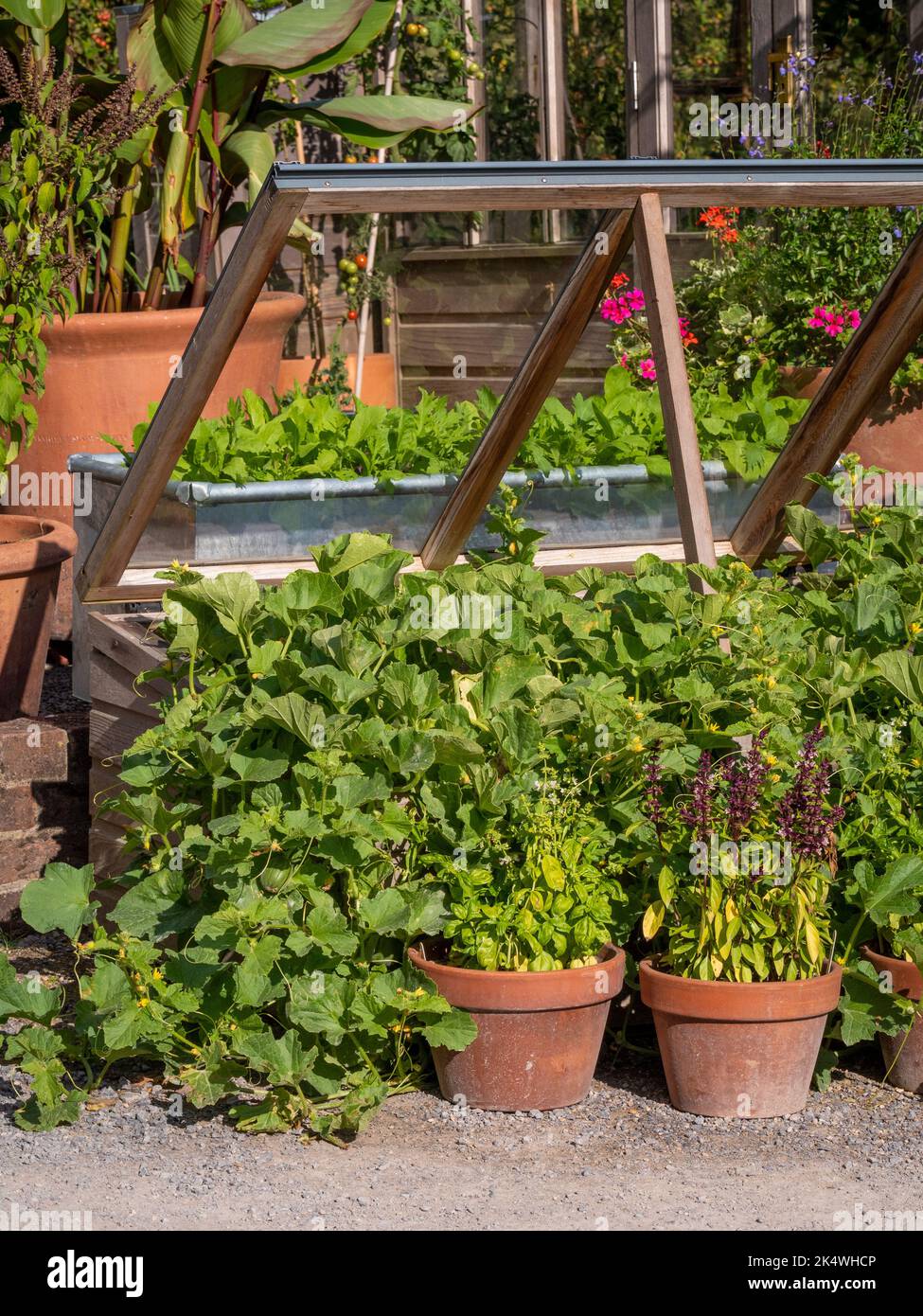 Terracotta pots planted with basil in front of a wooden cold frame containing squashes, with a galvanised trough of salad leaves behind. UK Stock Photo