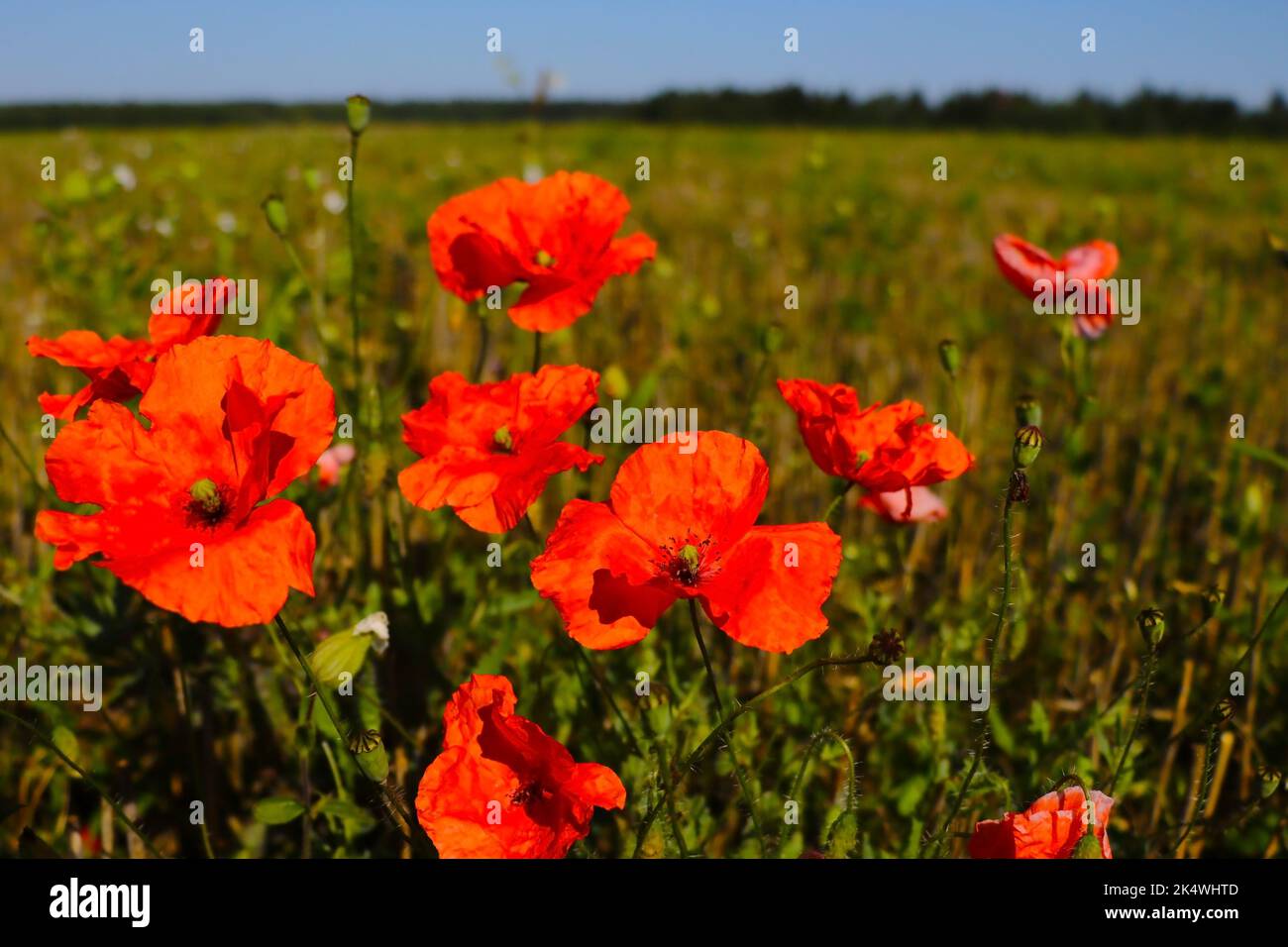 Field of corn poppy flowers in spring - papaver rhoeas Stock Photo - Alamy