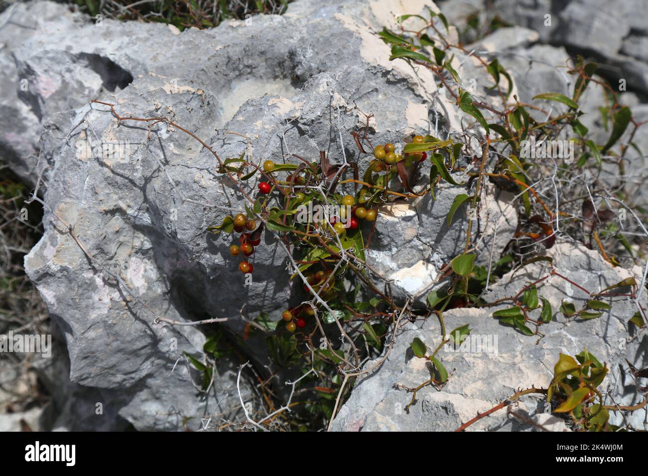 Croatia Zirje island nature in summer. Mediterranean plant species: fruit on Smilax Aspera (rough bindweed). Flowering vine in greenbriar family. Stock Photo