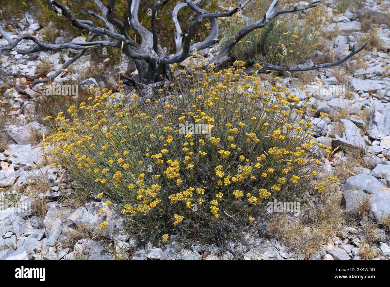 Croatia Zirje island nature in summer. Mediterranean plant species: flowers of Helichrysum italicum (curry plant). Stock Photo