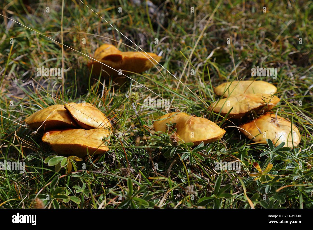 Mushroom season in Spain. Autumn in Ordesa y Monte Perdido National