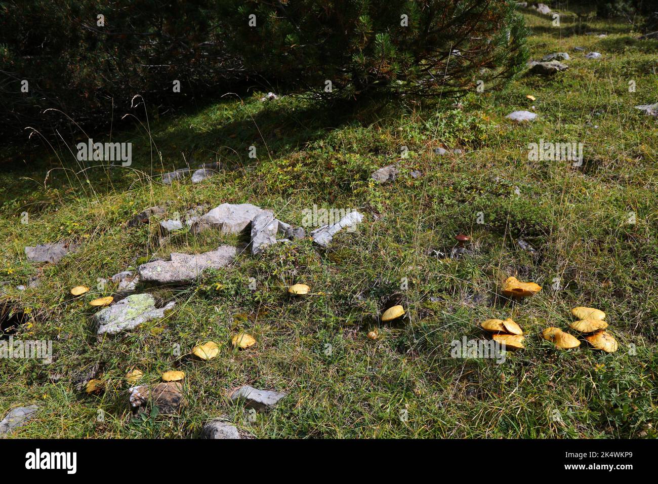 Mushroom season in Spain. Autumn in Ordesa y Monte Perdido National