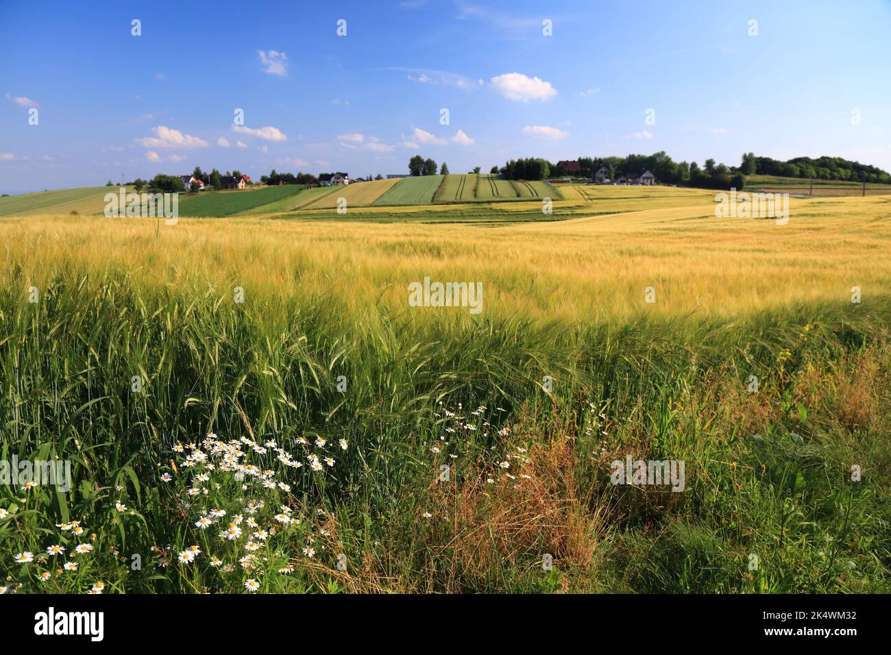 Countryside landscape in Lesser Poland (Malopolska). Fields of barley rural view in Poland. Stock Photo