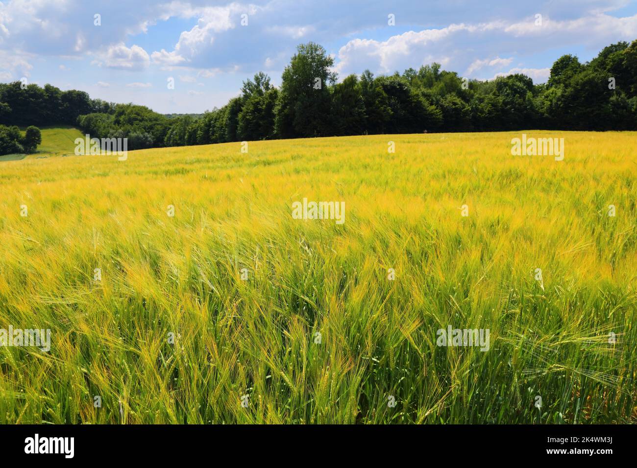Countryside landscape in Lesser Poland (Malopolska). Fields of barley rural view in Poland. Stock Photo