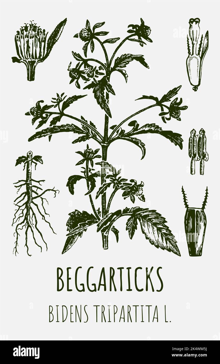 Vector drawings of BEGGARTICKS TRIFID BUR-MARIGOLD. Hand drawn illustration. Latin name BIDENS TRIPARTITA L. Stock Photo