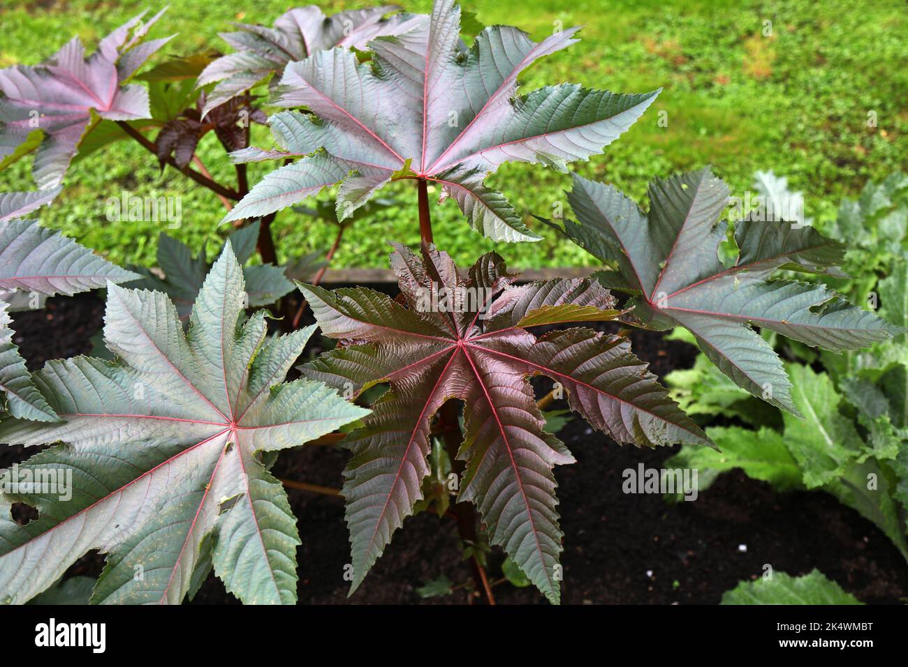 Castor oil plant (Ricinus communis) in a botanical garden. Medicinal