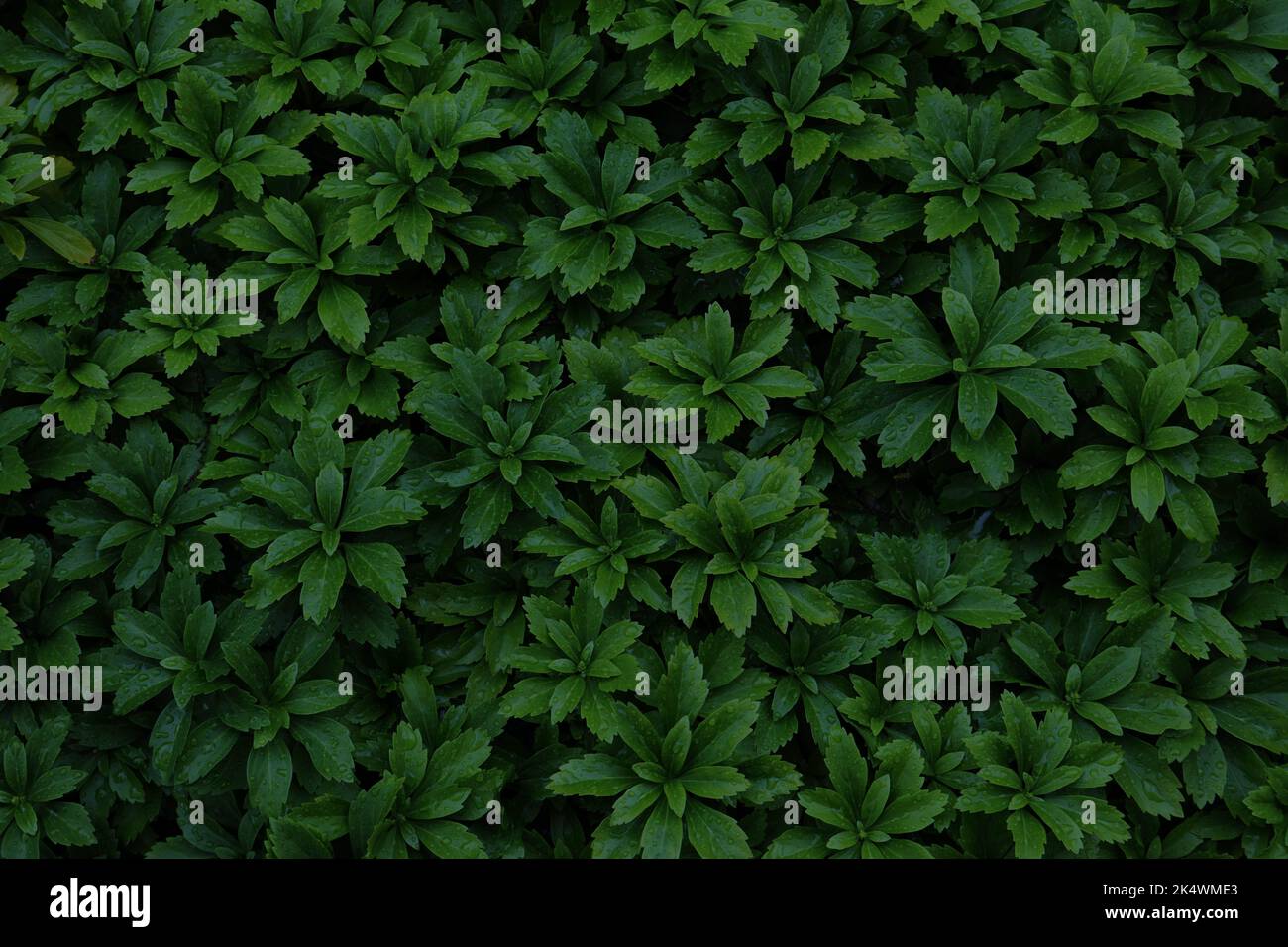 Green plant background. Pachysandra terminalis (Japanese spurge) plant texture in a botanical garden. Stock Photo