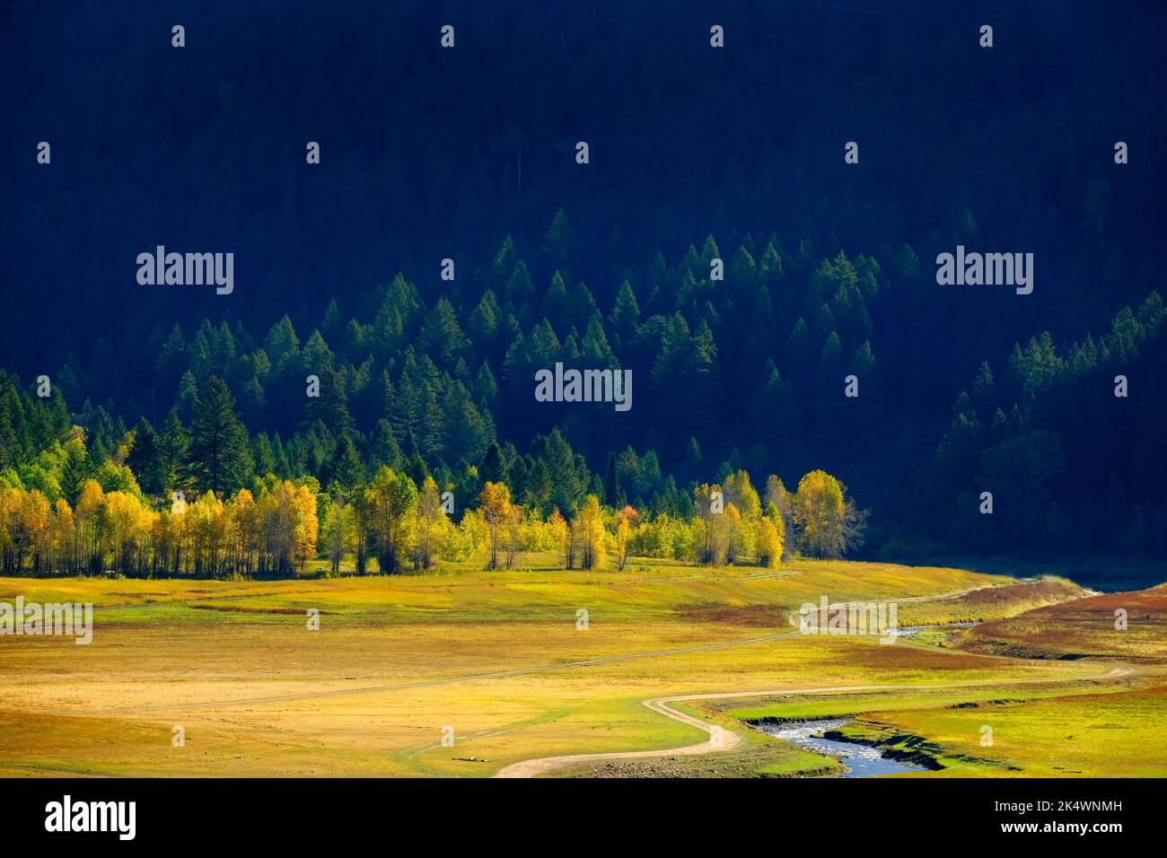 Fall autumn trees in valley with green pine forest mountains and morning sunlight Stock Photo