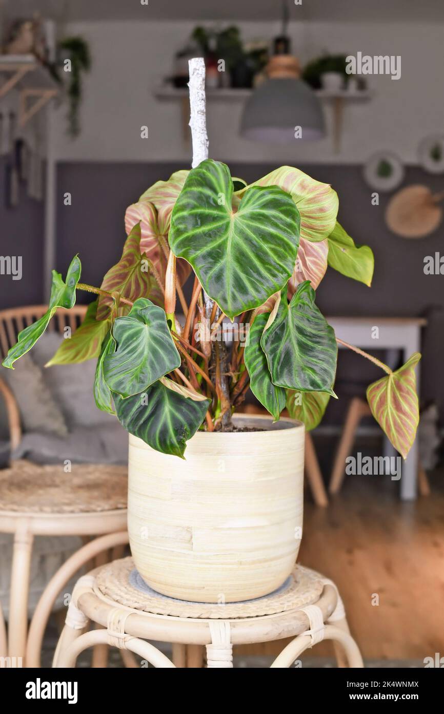 philodendron white princess care Philodendron 'White Princess' main image 0