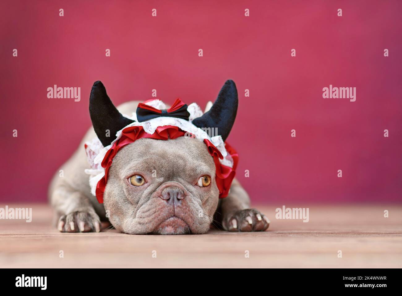 Cute French Bulldog dog wearing red devil horn headband with ribbon in front of red background