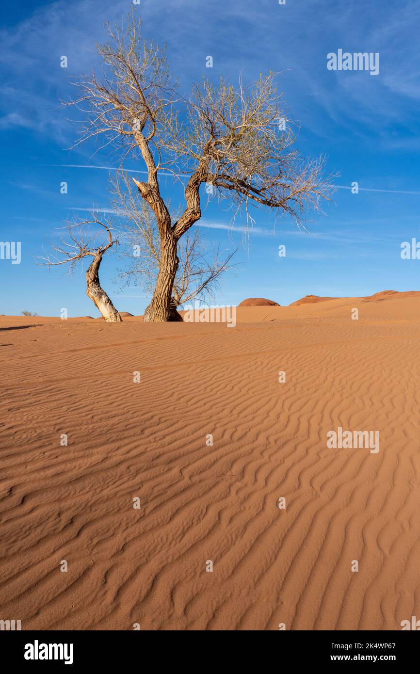 Cottonwood trees in the sand dunes at the White Wash Dunes Recreation Area near Moab, Utah. Stock Photo