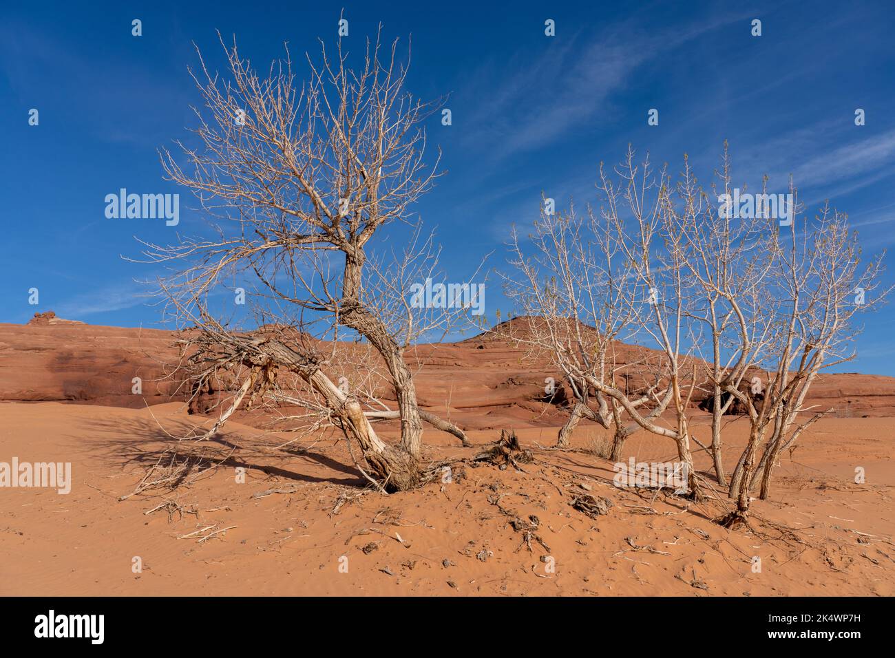 Cottonwood trees in the sand dunes at the White Wash Dunes Recreation Area near Moab, Utah. Stock Photo