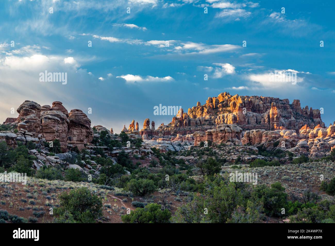 The Needles, Cedar Mesa sandstone spires, at sunrise in the Needles District of Canyonlands National Park, Utah. Stock Photo