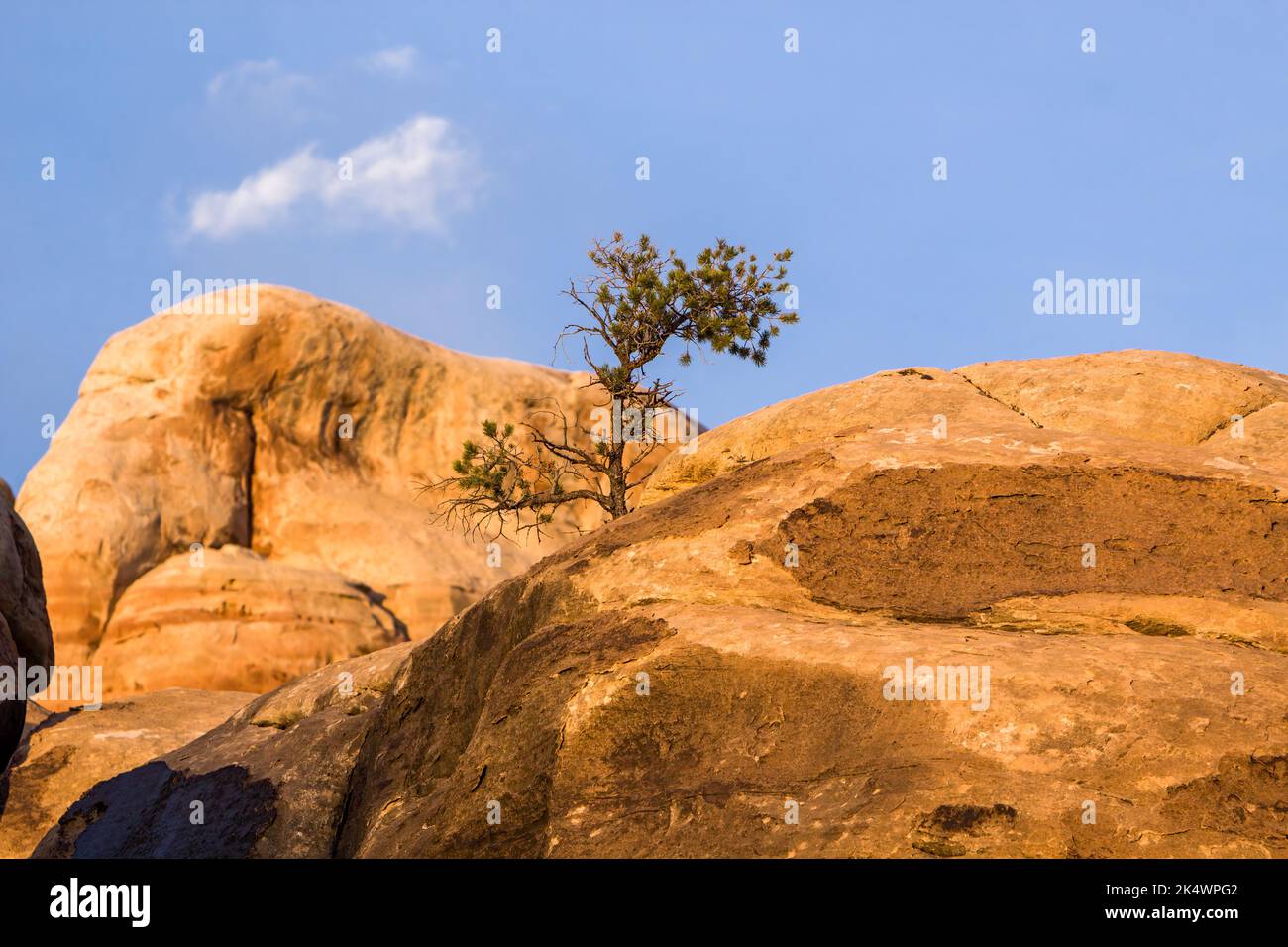 A lone pinyon tree growing on a sandstone formation in the Devil's Kitchen area in the Needles District of Canyonlands National Park, Utah. Stock Photo