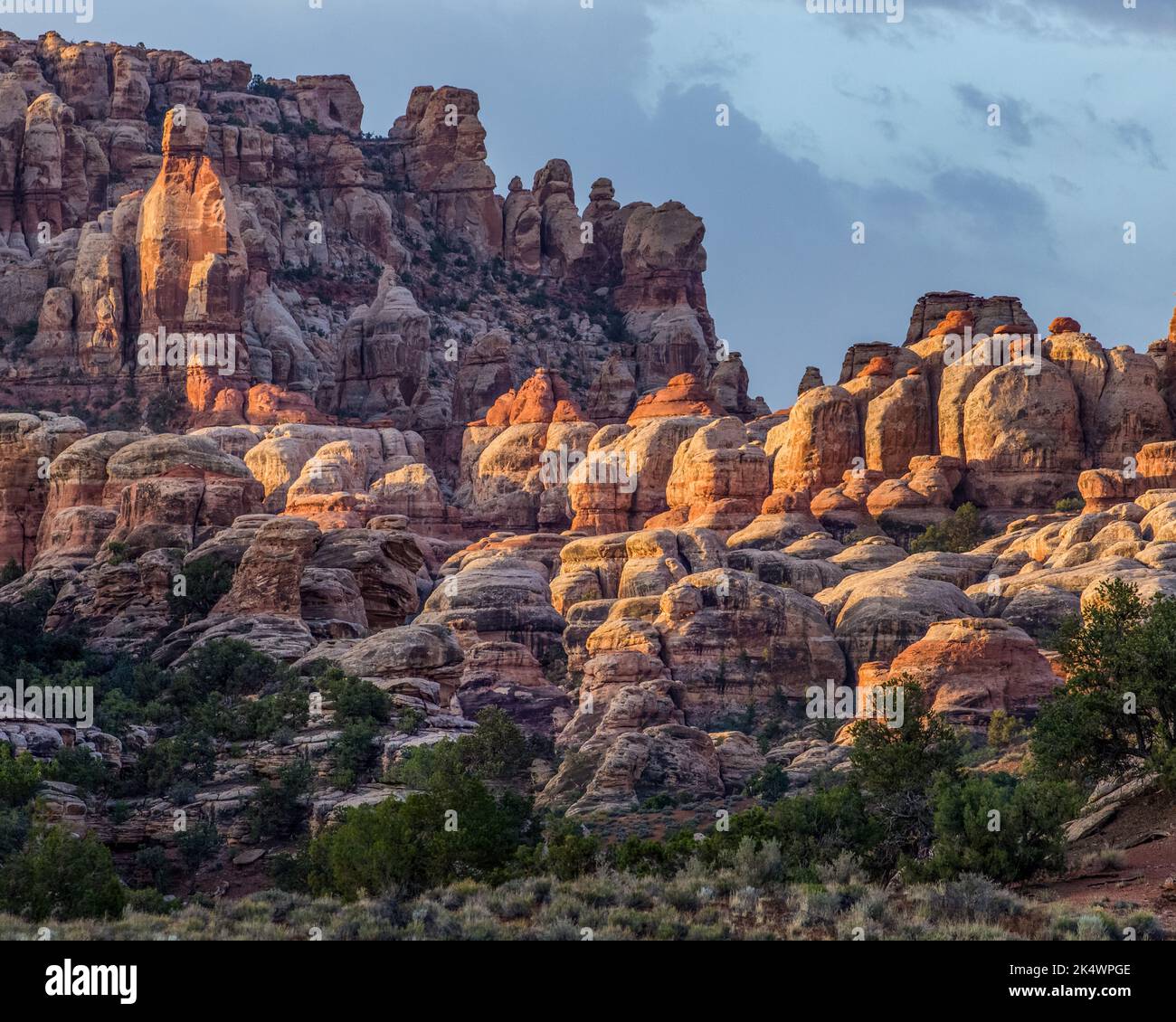 The Needles, Cedar Mesa sandstone spires, at sunrise in the Needles District of Canyonlands National Park, Utah. Stock Photo