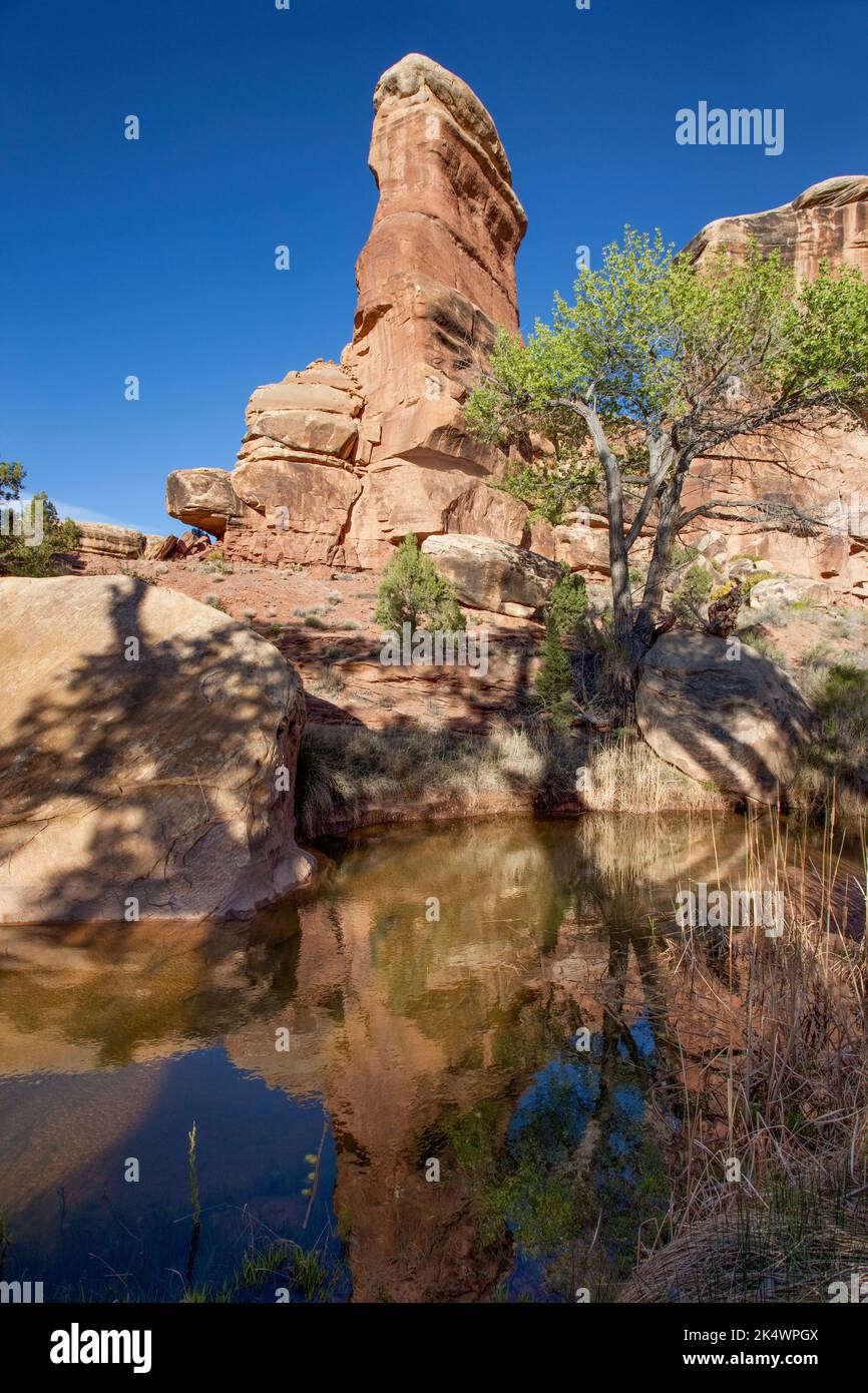 A sandstone spire reflected in Salt Creek in the Needles District of Canyonlands National Park, Utah. Stock Photo