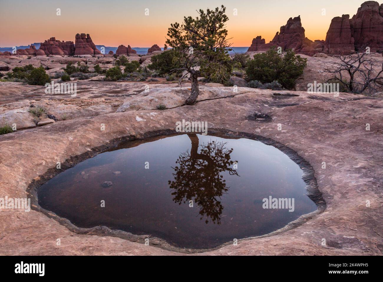A pinyon pine tree reflected in a rainwater pothole in the Devil's Kitchen area, Needles District, Canyonlands NP, Utah. Stock Photo