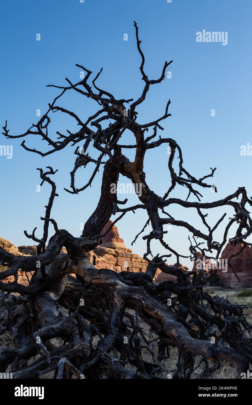A dead pinyon pine in front of a sandstone rock formation in the Devil's Kitchen area, Needles District, Canyonlands NP, Utah. Stock Photo