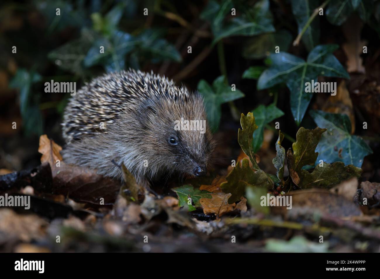 European Hedgehog (Erinaceus europaeus) Norfolk UK GB October 2022 Stock Photo