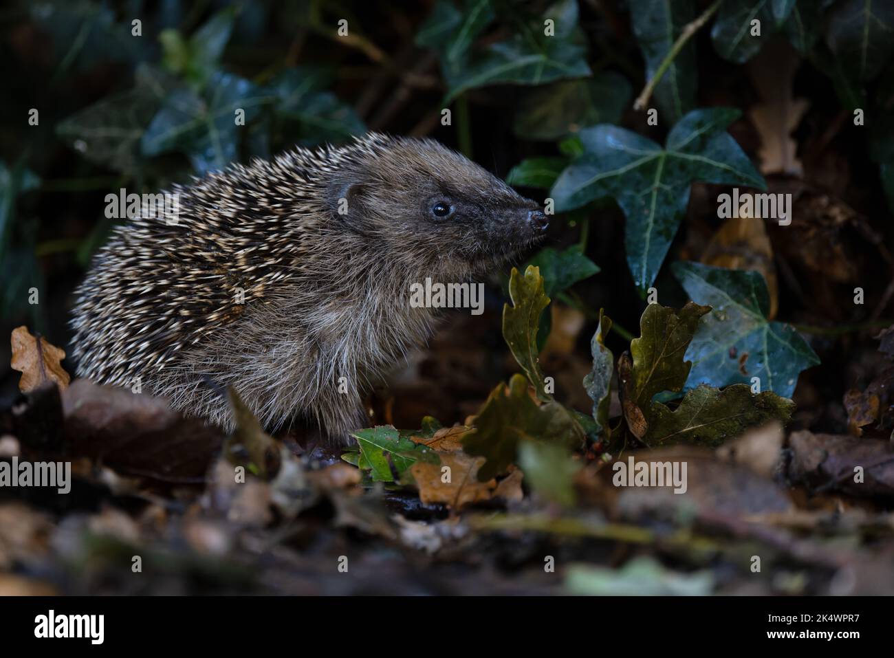 European Hedgehog (Erinaceus europaeus) Norfolk UK GB October 2022 Stock Photo