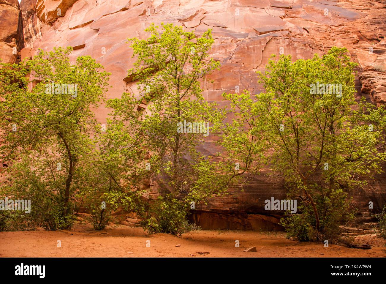 Boxelder trees in front of a sandstone wall in the Devil's Kitchen area of the Needles District, Canyonlands National Park, Utah. Stock Photo