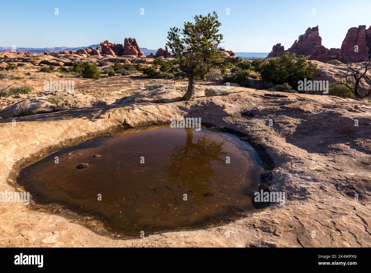 A pinyon pine tree reflected in a rainwater pothole in the Devil's Kitchen area, Needles District, Canyonlands NP, Utah Stock Photo